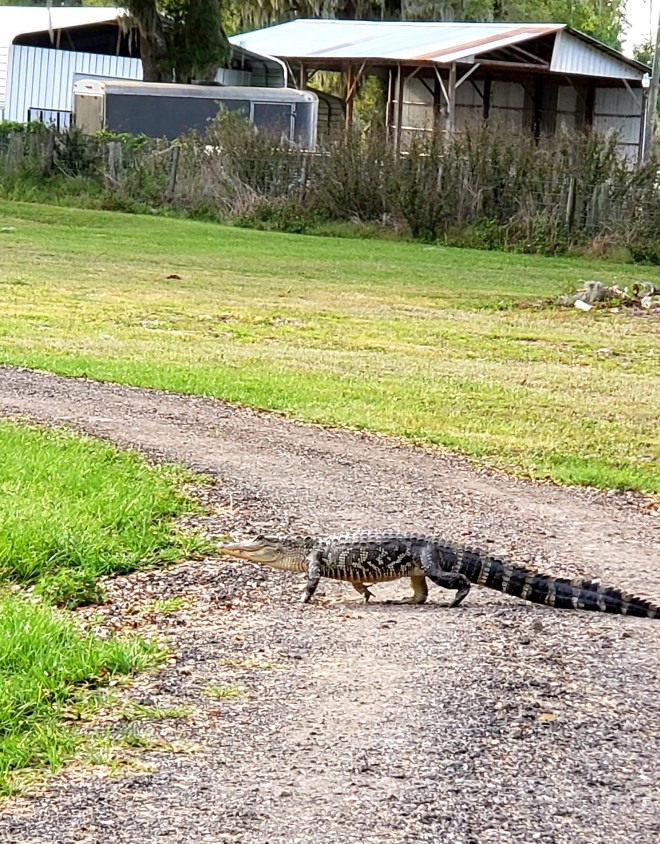 Gator in park